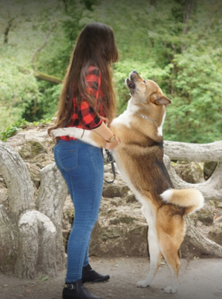 Illustration de l'article : Grâce à ses 2 Akitas, cette femme s’est découvert une passion pour les chiens et en a fait son métier