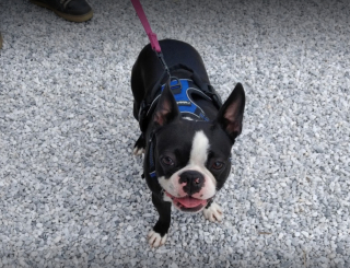 Illustration de l'article : Grâce à ses 2 Akitas, cette femme s’est découvert une passion pour les chiens et en a fait son métier