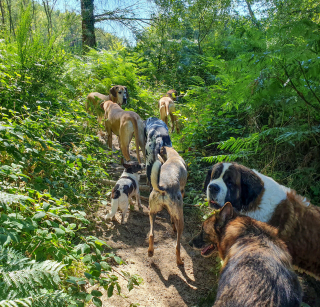 Illustration de l'article : Une femme doit trouver un logement en urgence pour elle et ses 20 chiens, avant que son propriétaire récupère le sien