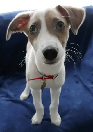 Illustration de l'article : Une maman chien de 12 ans et ses 8 chiots ont été retrouvés malades et souffrant de malnutrition 