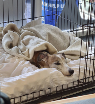 Illustration de l'article : Une maman chien de 12 ans et ses 8 chiots ont été retrouvés malades et souffrant de malnutrition 