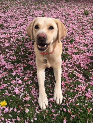 Illustration de l'article : En rencontrant une chienne d’assistance, une femme atteinte de cécité retrouve goût à la vie