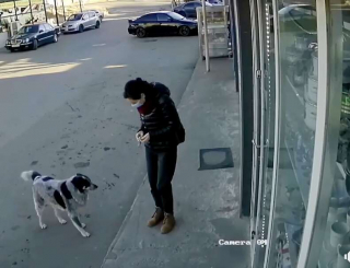Illustration de l'article : Vidéo : Des chiens errants sont au comble du bonheur lorsqu’ils voient la femme qui prend soin d’eux arriver