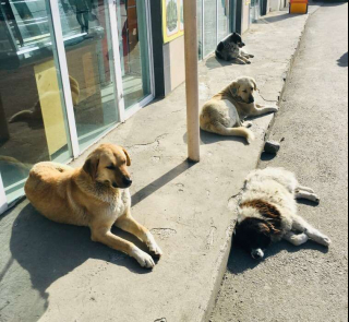 Illustration de l'article : Vidéo : Des chiens errants sont au comble du bonheur lorsqu’ils voient la femme qui prend soin d’eux arriver