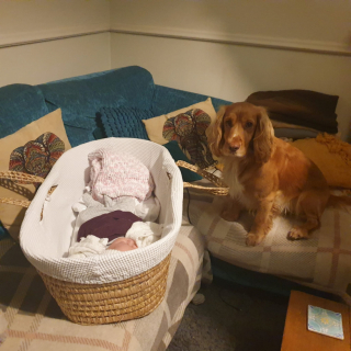 Illustration de l'article : Un Cocker Anglais aide sa meilleure amie humaine à faire ses premiers pas