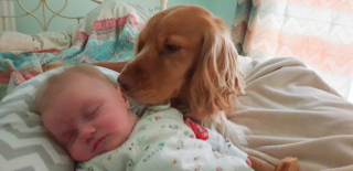 Illustration de l'article : Un Cocker Anglais aide sa meilleure amie humaine à faire ses premiers pas