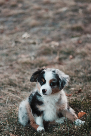 Illustration de l'article : Angoissé à l'idée de laisser le chiot seul avec le chien à la maison, un couple installe une caméra de surveillance et découvre une scène irrésistible