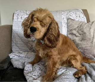 Illustration de l'article : Une petite chienne très spéciale recherche son foyer pour la vie