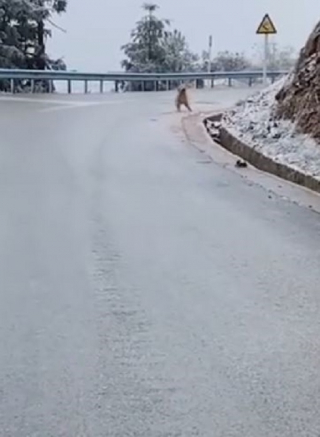 Illustration de l'article : La vidéo hilarante d’un chien qui tente d’apporter une branche à sa maîtresse, mais qui descend toute la rue en glissant