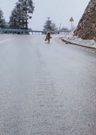 Illustration de l'article : La vidéo hilarante d’un chien qui tente d’apporter une branche à sa maîtresse, mais qui descend toute la rue en glissant