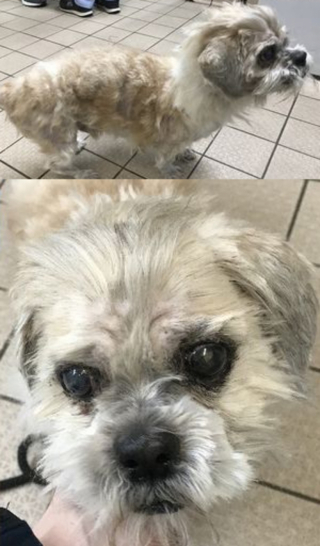 Illustration de l'article : Gêné au quotidien par une fourrure envahissante, ce Shih Tzu a subi une incroyable transformation