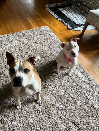 Illustration de l'article : Blessé par balle au cou et au museau, "ce chien est un miracle médical" pour son vétérinaire