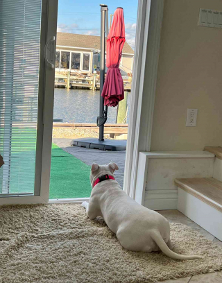 Illustration de l'article : Blessé par balle au cou et au museau, "ce chien est un miracle médical" pour son vétérinaire