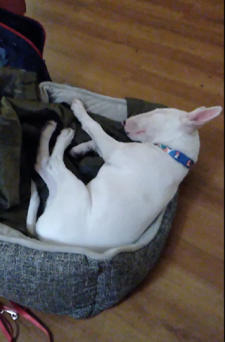 Illustration de l'article : Des malfaiteurs déguisent le chien qu’ils ont volé pour brouiller les pistes