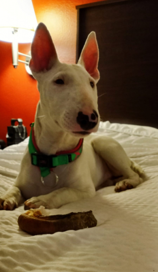 Illustration de l'article : Des malfaiteurs déguisent le chien qu’ils ont volé pour brouiller les pistes