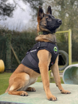 Illustration de l'article : Un Berger Belge Malinois formé pour protéger les rhinocéros et éléphants en voie de disparition contre les braconniers