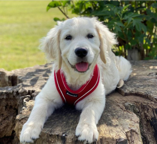 Illustration de l'article : 10 photos illustrant la belle amitié entre un chien aveugle et un chiot devenu son guide