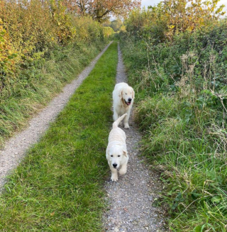 Illustration de l'article : 10 photos illustrant la belle amitié entre un chien aveugle et un chiot devenu son guide