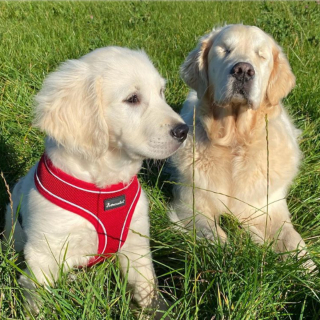 Illustration de l'article : 10 photos illustrant la belle amitié entre un chien aveugle et un chiot devenu son guide