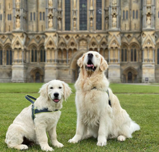 Illustration de l'article : 10 photos illustrant la belle amitié entre un chien aveugle et un chiot devenu son guide
