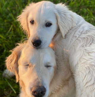 Illustration de l'article : 10 photos illustrant la belle amitié entre un chien aveugle et un chiot devenu son guide
