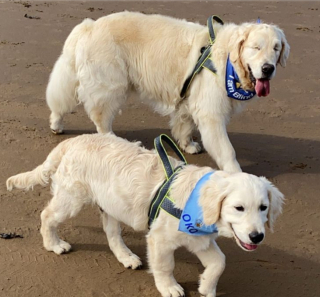 Illustration de l'article : 10 photos illustrant la belle amitié entre un chien aveugle et un chiot devenu son guide