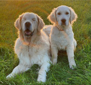 Illustration de l'article : 10 photos illustrant la belle amitié entre un chien aveugle et un chiot devenu son guide