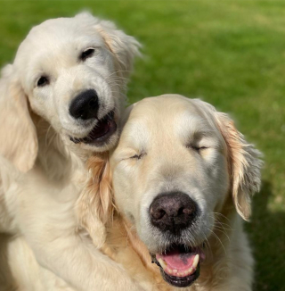 Illustration de l'article : 10 photos illustrant la belle amitié entre un chien aveugle et un chiot devenu son guide