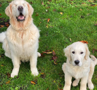 Illustration de l'article : 10 photos illustrant la belle amitié entre un chien aveugle et un chiot devenu son guide