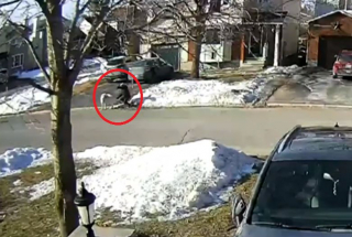 Illustration de l'article : Une chienne stoppe la circulation en pleine balade, réalisant que sa maîtresse est victime d’un malaise (vidéo)