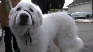 Illustration de l'article : Une chienne stoppe la circulation en pleine balade, réalisant que sa maîtresse est victime d’un malaise (vidéo)