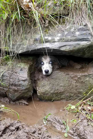 Illustration de l'article : "C'était très effrayant" : les pompiers tentent un sauvetage périlleux pour déloger une chienne coincée dans les montagnes 