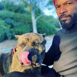 Illustration de l'article : 20 photos sublimes de célébrités posant en compagnie de leurs chiens