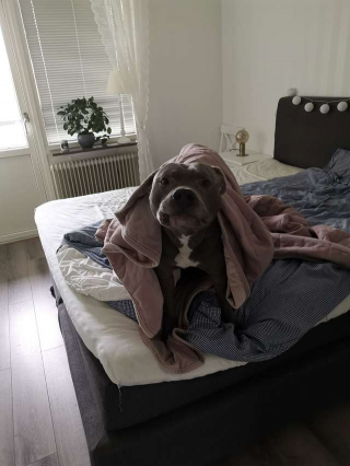 Illustration de l'article : Ce Pitbull, dont tout l’immeuble avait peur, sauve la vie d’une vieille dame et prouve à tout le monde sa gentillesse