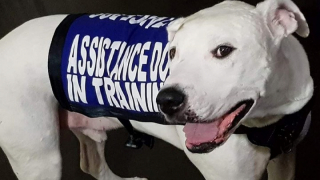 Illustration de l'article : D’appât pour les combats canins à chien d’assistance, l’histoire de Falkor est un véritable message d’espoir