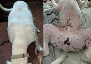 Illustration de l'article : D’appât pour les combats canins à chien d’assistance, l’histoire de Falkor est un véritable message d’espoir