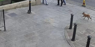 Illustration de l'article : Des caméras de surveillance ont retracé les 8 kilomètres parcourus par un chien perdu tentant de retrouver son maître