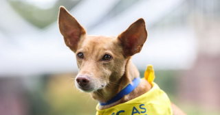 Illustration de l'article : Des caméras de surveillance ont retracé les 8 kilomètres parcourus par un chien perdu tentant de retrouver son maître