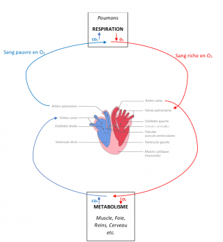 Illustration de l'article : Les maladies cardiaques du chien