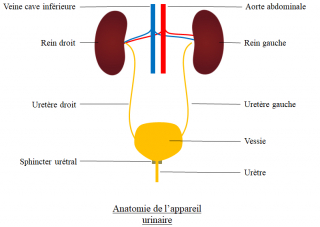 Illustration de l'article : Les traitements des troubles urinaires du chien