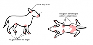 Illustration de l'article : Les causes courantes de la perte de poils chez le chien