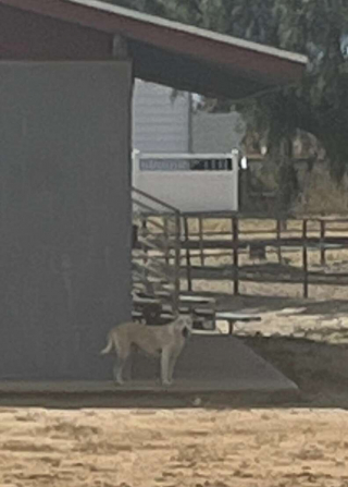 Illustration de l'article : Cette chienne maman d’une portée échappe à l'incendie de la maison et retrouve ses chiots