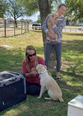 Illustration de l'article : Cette chienne maman d’une portée échappe à l'incendie de la maison et retrouve ses chiots