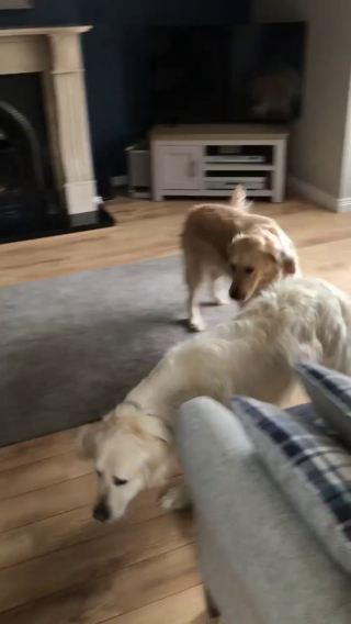 Illustration de l'article : Un Golden Retriever parcourt des kilomètres pour rentrer chez lui