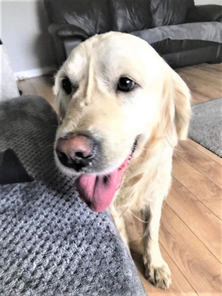 Illustration de l'article : Un Golden Retriever parcourt des kilomètres pour rentrer chez lui