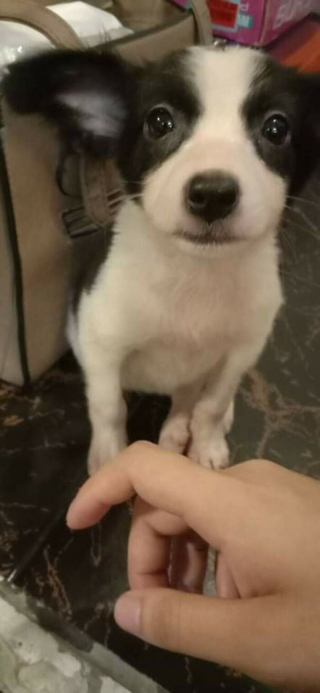 Illustration de l'article : 20 photos de chiens pour qui l'espoir renaît après avoir été adoptés