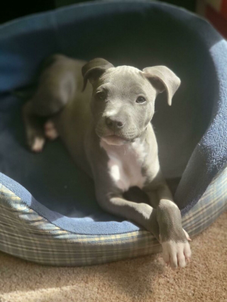 Illustration de l'article : 20 photos de chiens pour qui l'espoir renaît après avoir été adoptés