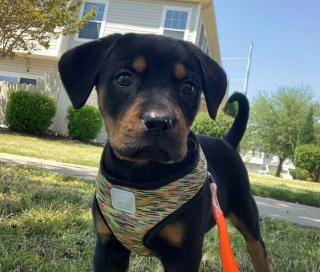 Illustration de l'article : 20 photos de chiens pour qui l'espoir renaît après avoir été adoptés