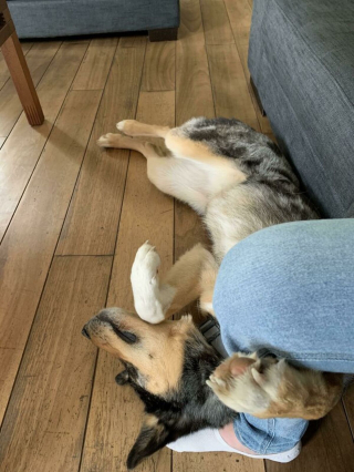 Illustration de l'article : 20 photos de chiens pour qui l'espoir renaît après avoir été adoptés