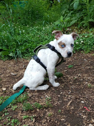 Illustration de l'article : 20 photos de chiens pour qui l'espoir renaît après avoir été adoptés